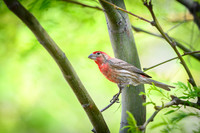 House Finch