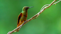 Chestnut-breasted coronet