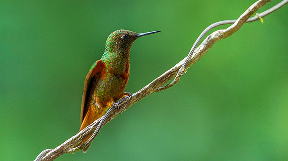 Chestnut-breasted coronet