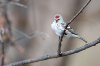 Arctic Redpoll / Czeczotka arktyczna