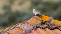 Black-winged Ground-Dove