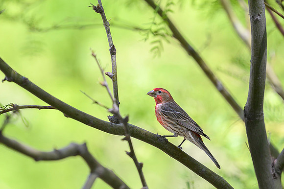 House Finch