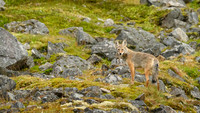 Coyote