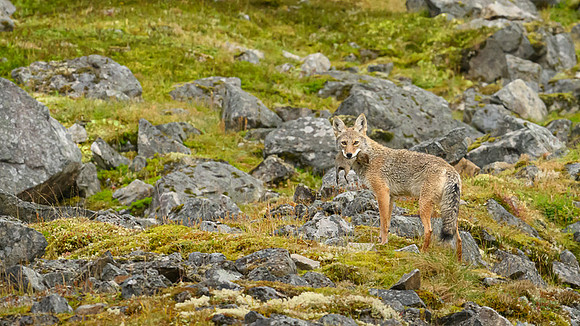 Coyote