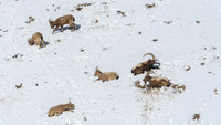 Himalayan Ibex