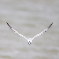 Sandwich Tern / Rybitwa czubata