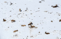Himalayan Ibex