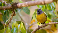 Large-footed Finch