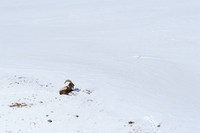 Himalayan Ibex