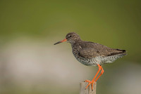 Common redshrank  Krwawodziób