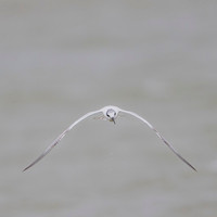 Sandwich Tern / Rybitwa czubata