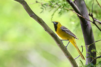 Hooded Oriole
