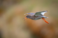 Common redshrank  Krwawodziób