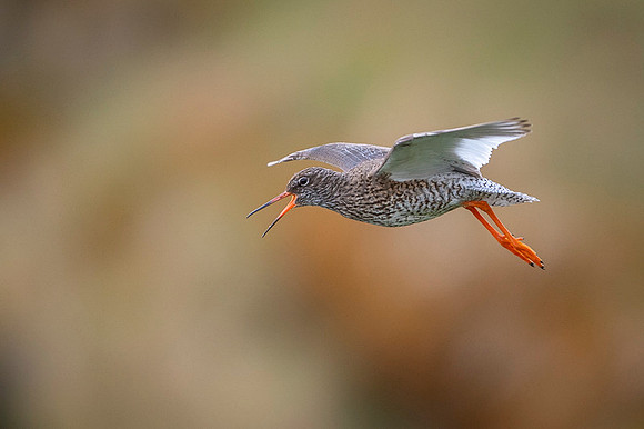 Common redshrank  Krwawodziób