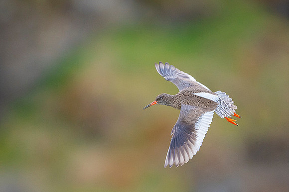 Common redshrank  Krwawodziób