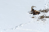 Himalayan Ibex