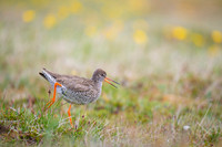 Common redshrank  Krwawodziób