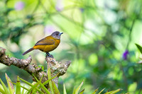 Large-footed Finch