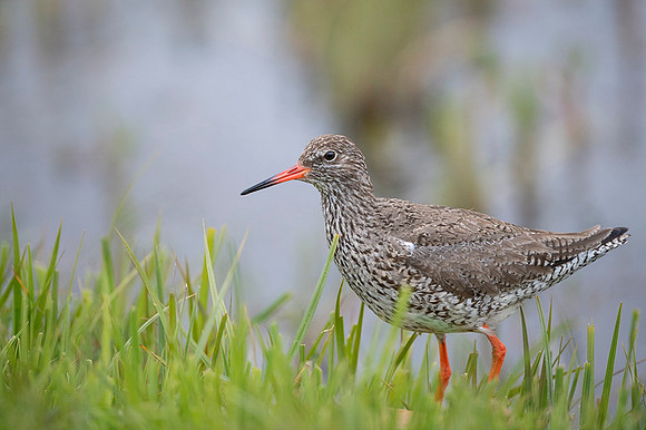 Common redshrank  Krwawodziób