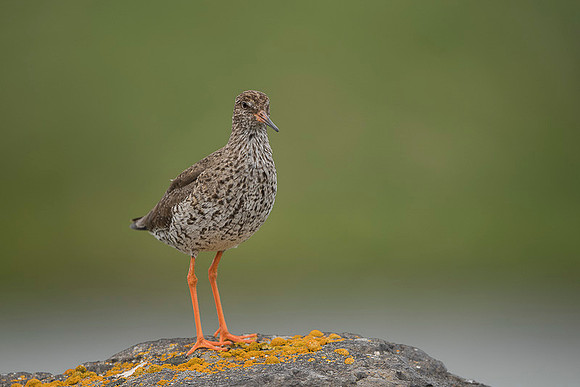 Common redshrank  Krwawodziób