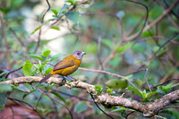 Large-footed Finch