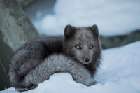 Arctic Fox / Lis polarny