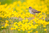 Common redshrank  Krwawodziób