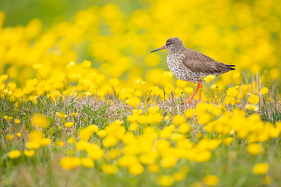 Common redshrank  Krwawodziób