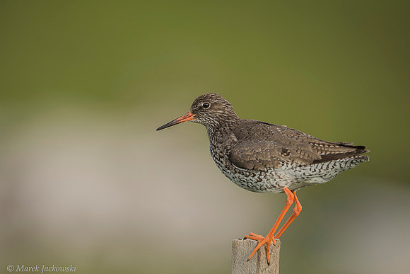 Common redshrank  Krwawodziób
