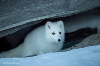 Arctic Fox / Lis polarny