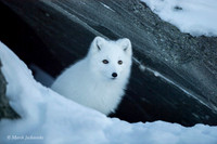 Arctic Fox / Lis polarny