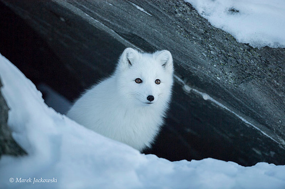 Arctic Fox / Lis polarny