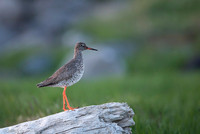 Common redshrank  Krwawodziób