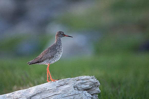 Common redshrank  Krwawodziób