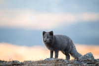 Arctic Fox / Lis polarny