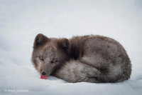 Arctic Fox / Lis polarny
