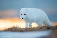 Arctic Fox / Lis polarny