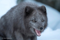 Arctic Fox / Lis polarny