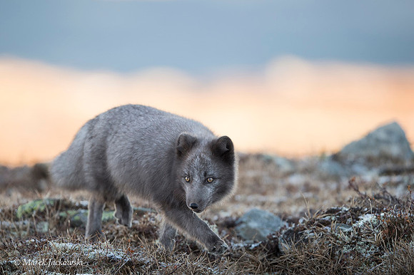 Arctic Fox / Lis polarny