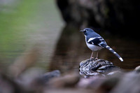 Slaty forktaul