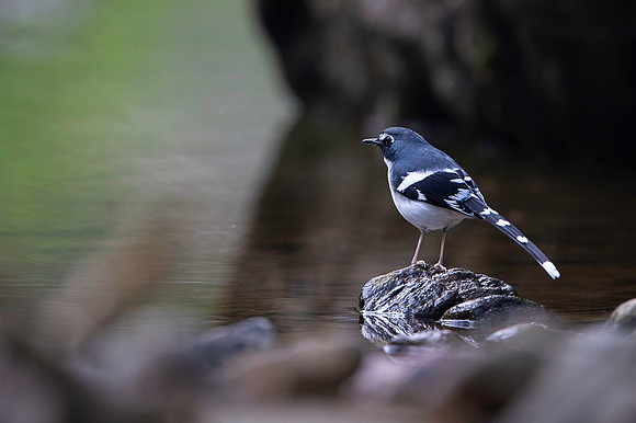 Slaty forktaul