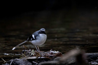 Slaty forktaul