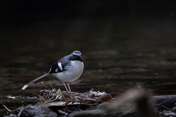 Slaty forktaul