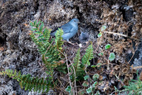 Plumbeous Sierra-Finch