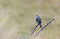 Plumbeous Sierra-Finch