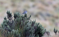 Plumbeous Sierra-Finch