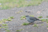 Plumbeous Sierra-Finch