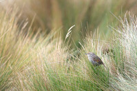 Plumbeous Sierra-Finch