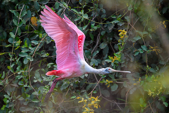 Roseate Spoonbill