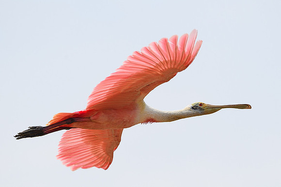 Roseate Spoonbill